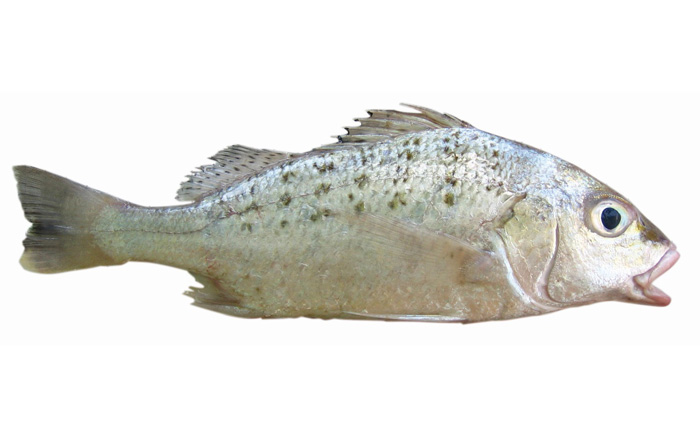 ماهی سنگسر