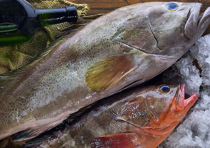 ارزش غذایی و روش پخت ماهی هامور 