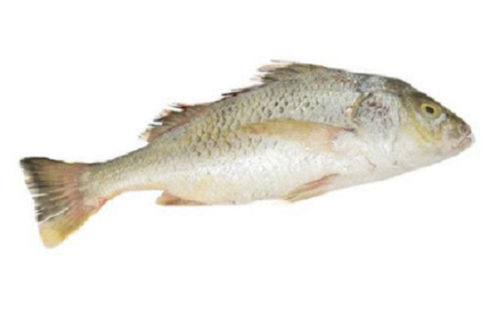 ویژگی های ماهی سنگسر تازه چیست؟