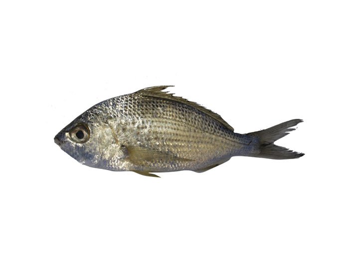 حقایقی راجع به ماهی سنگسر که نمی دانید