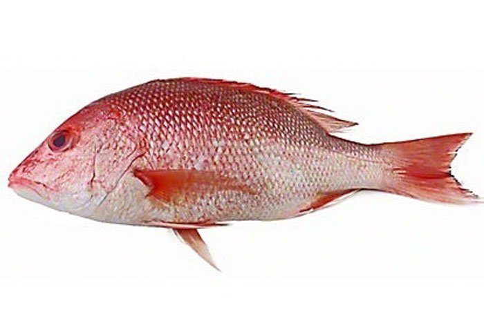 تشخیص ماهی سرخو تقلبی از اصل