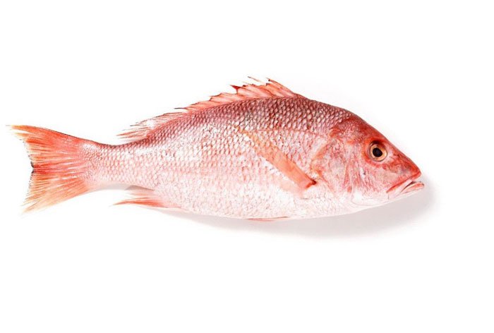 تشخیص ماهی سرخو تقلبی از اصل