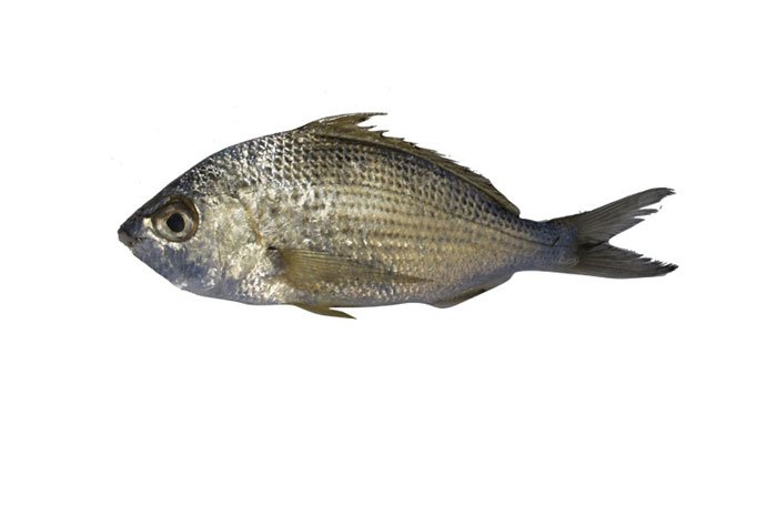 مزایای ماهی سنگسر را بشناسید
