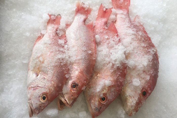 هر آنچه در مورد ویژگی ماهی سرخو باید بدانید