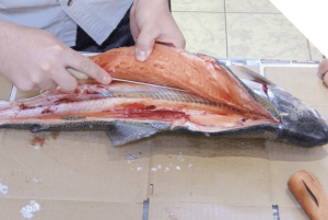 پاک کردن ماهی سرخو