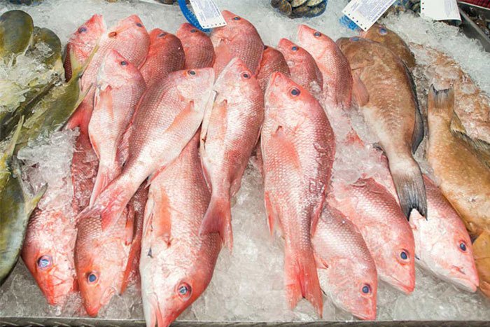 هر آنچه در مورد ویژگی ماهی سرخو باید بدانید