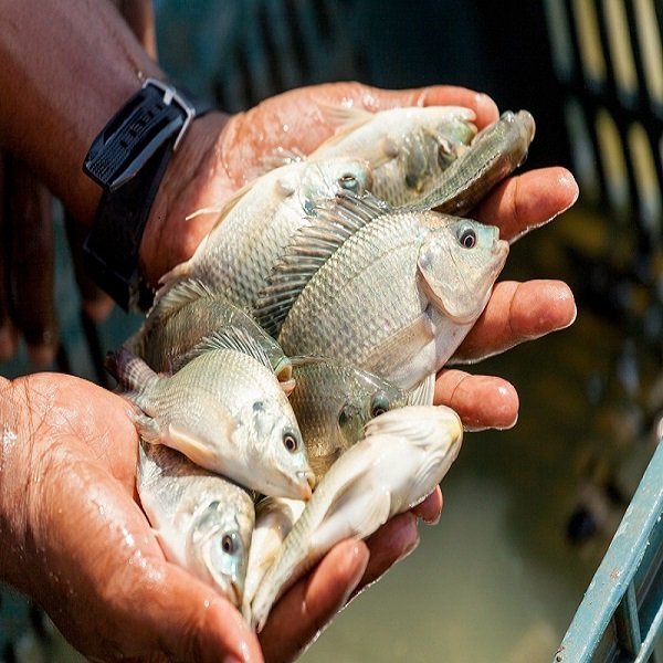 آشنایی با ماهی تیلاپیلا